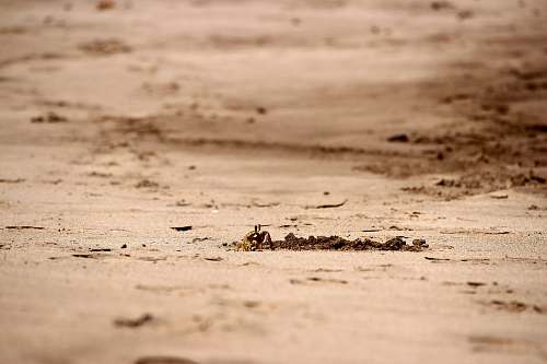 brown brown sand hana